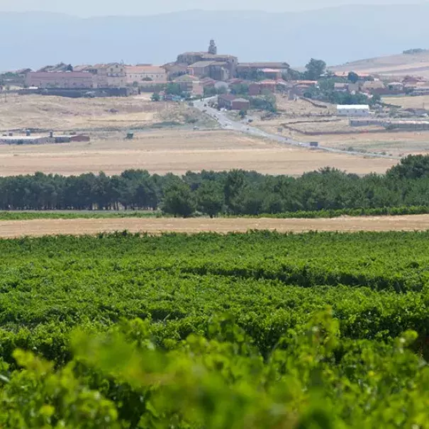 Vino verdejo Pie franco